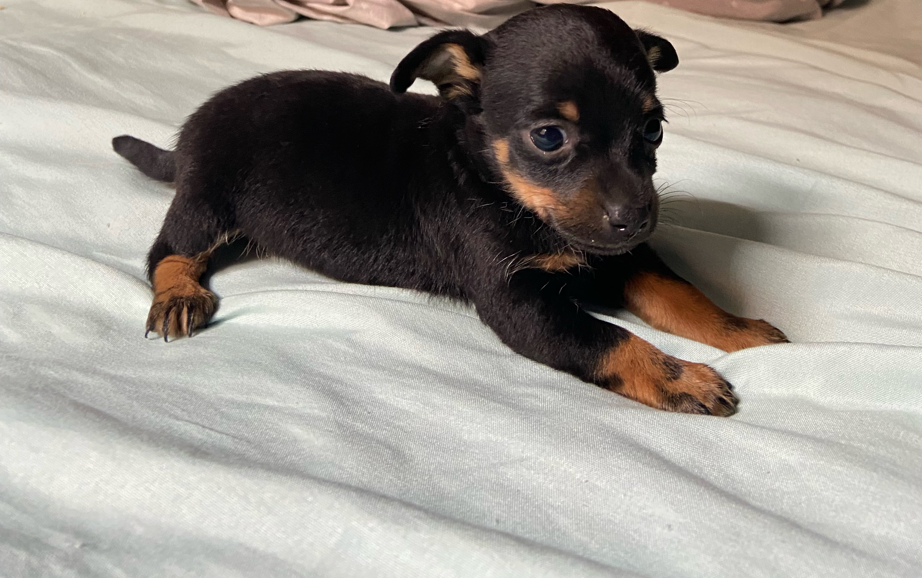 Portal Vendocão Vende-se filhote de Pinscher  Feira de Santana