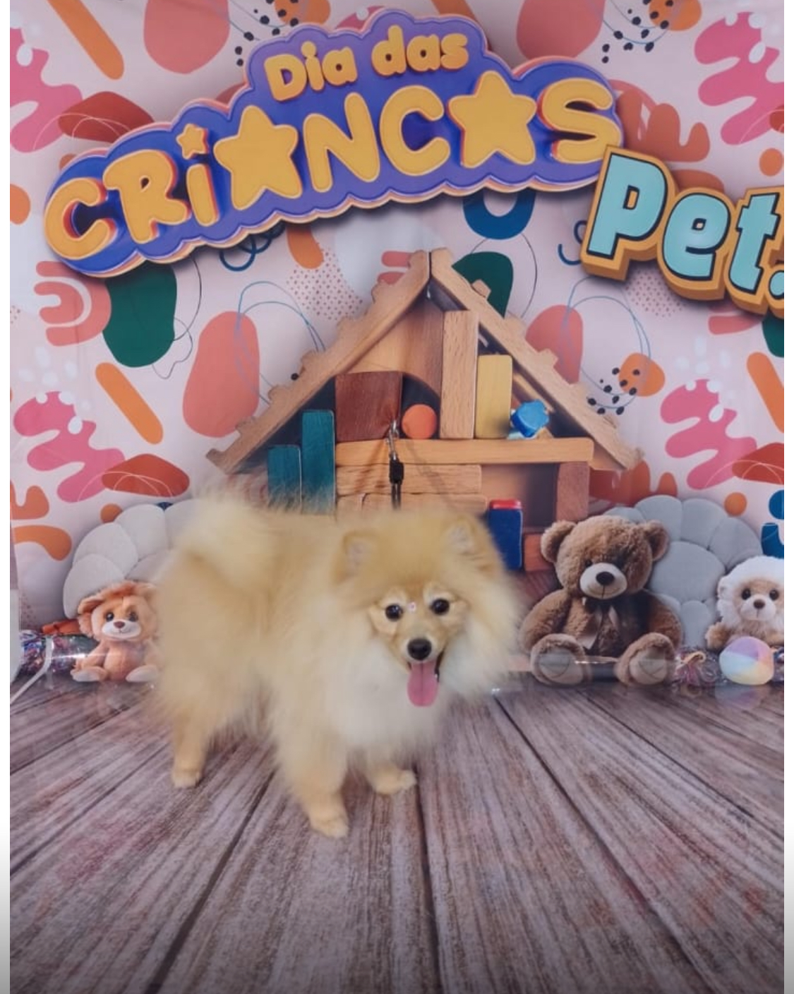Portal Vendocão Lulu Pomerânia  Itapevi