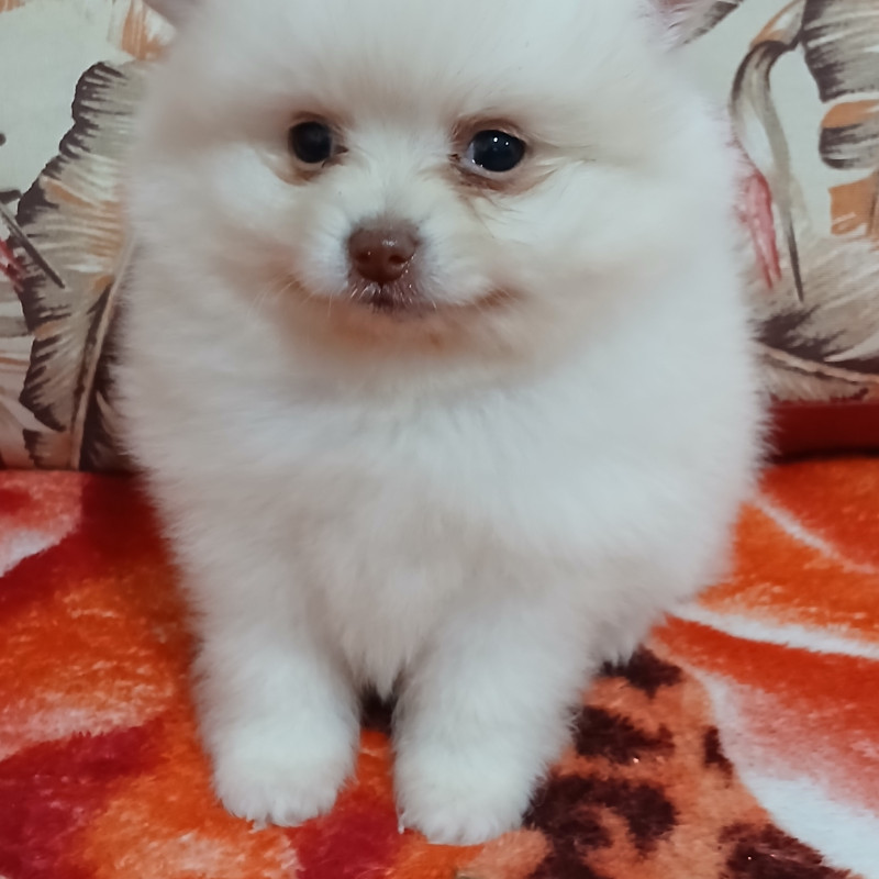 Lindo Filhote de Spitz Alemão Fotos reias!!! - Foto 1