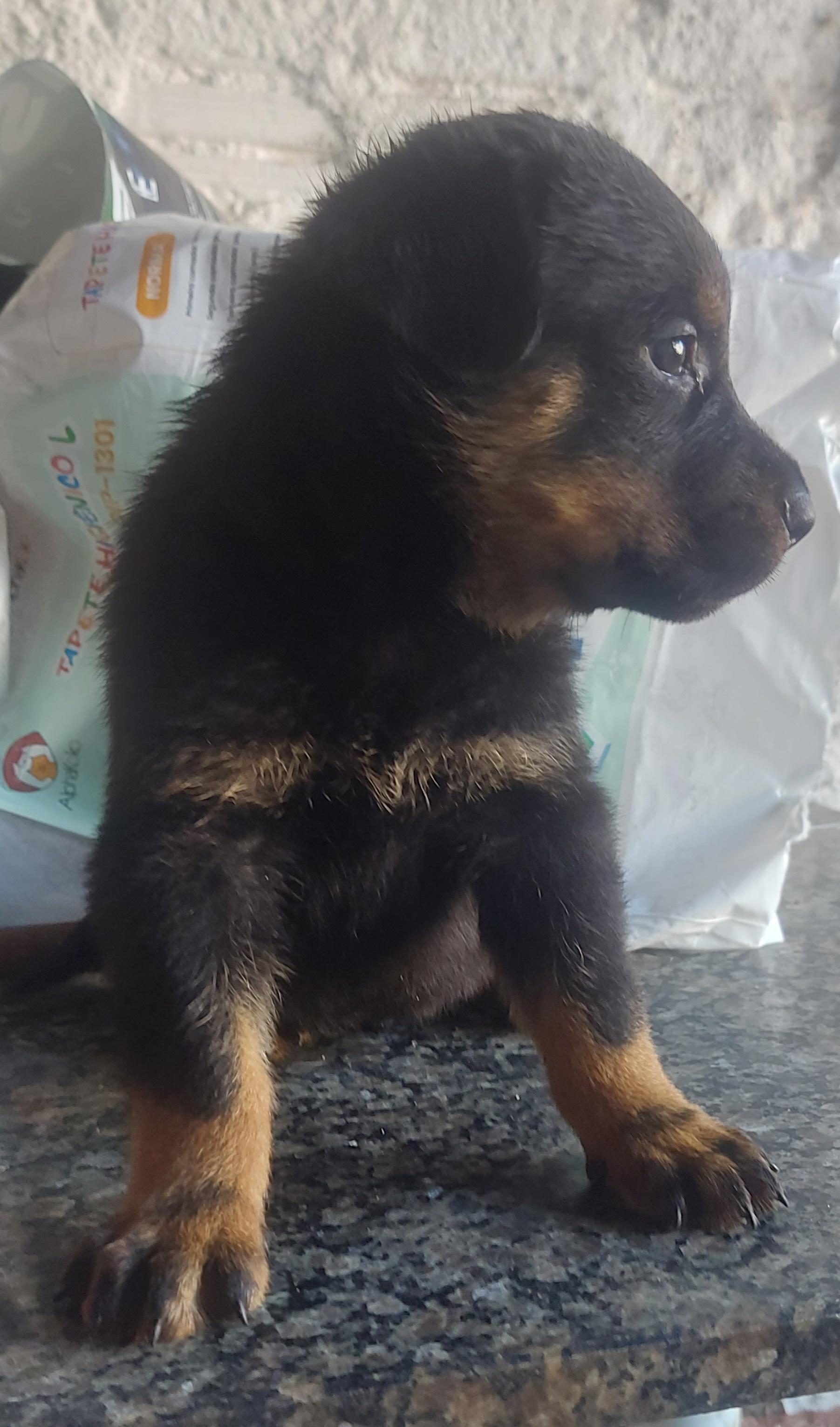 Portal Vendocão Cachorro filhote  Gravataí