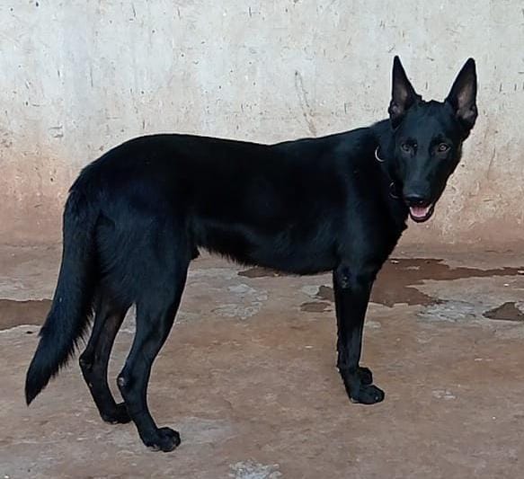 Portal Vendocão Cachorro pastor alemão belga  Campo Grande