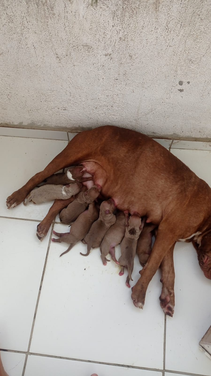 Filhotes pitbull  - Foto 2