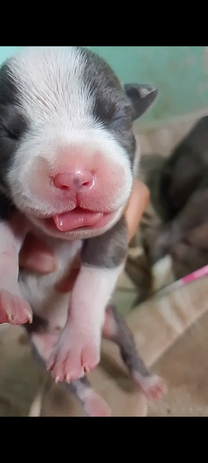 Vendo única filhote de American Bully puro restante