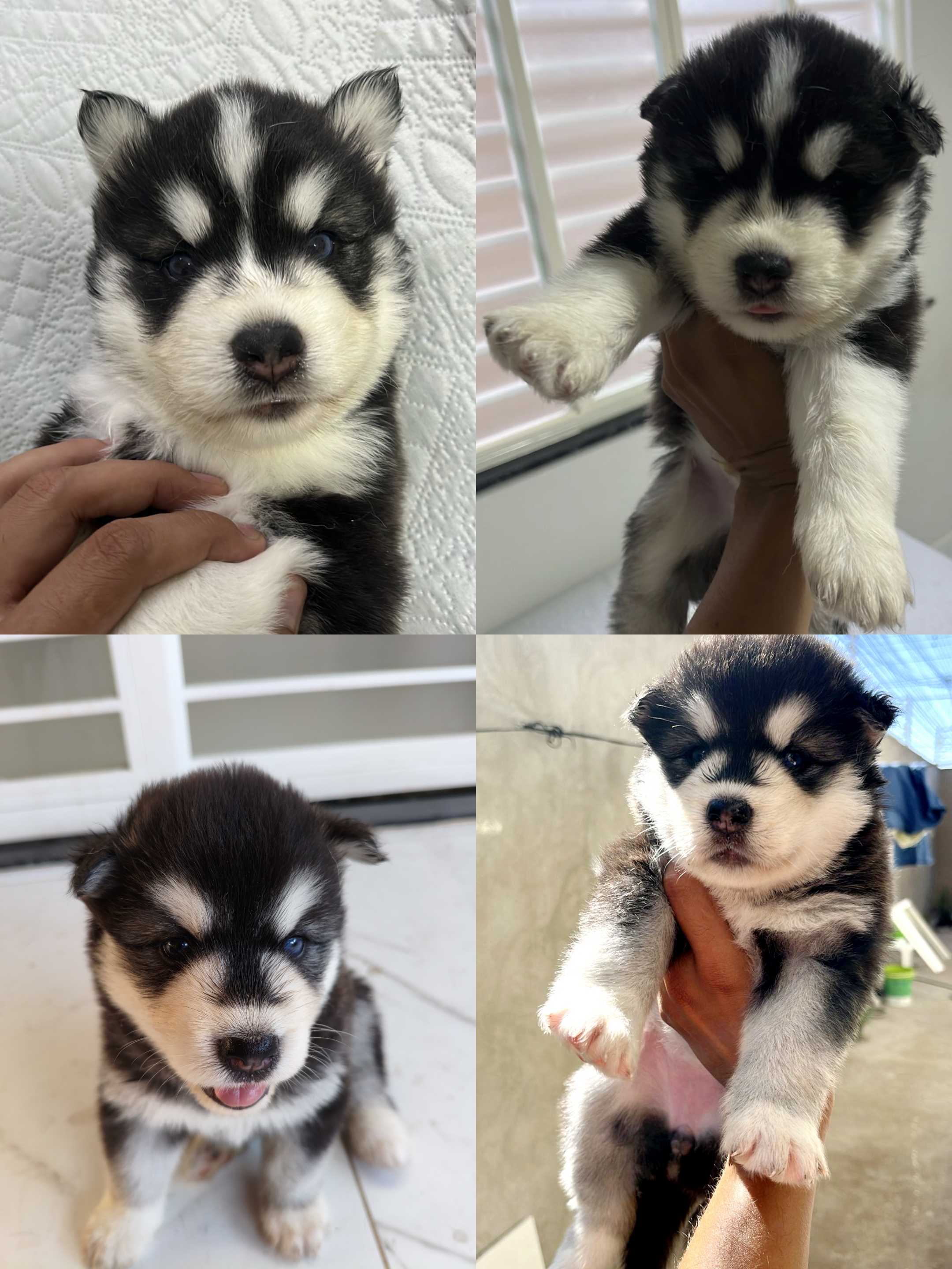 Portal Vendocão Filhotes de Husky Siberiano com Pedigree Teresina 