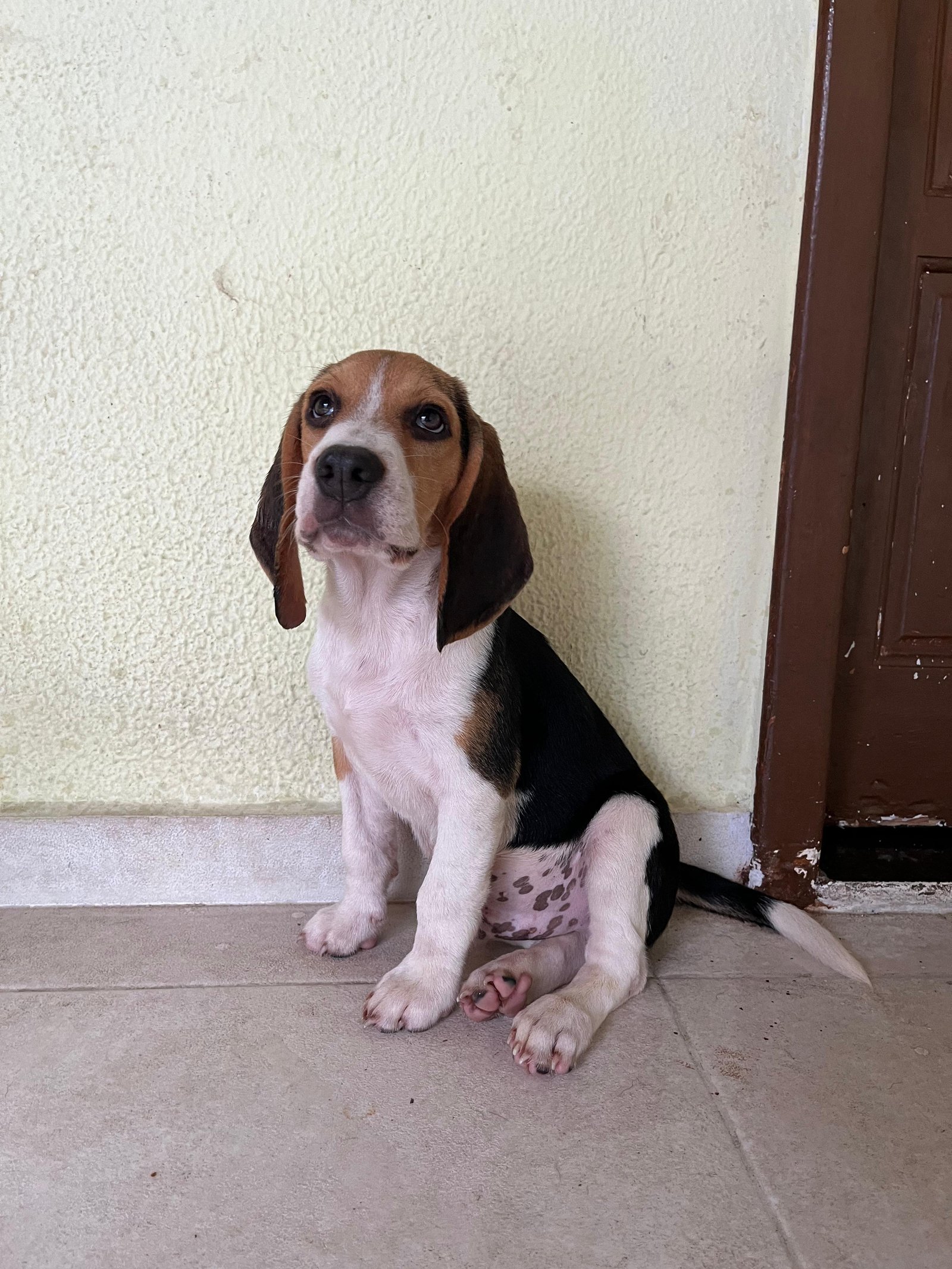 Filhote beagle - Foto 1