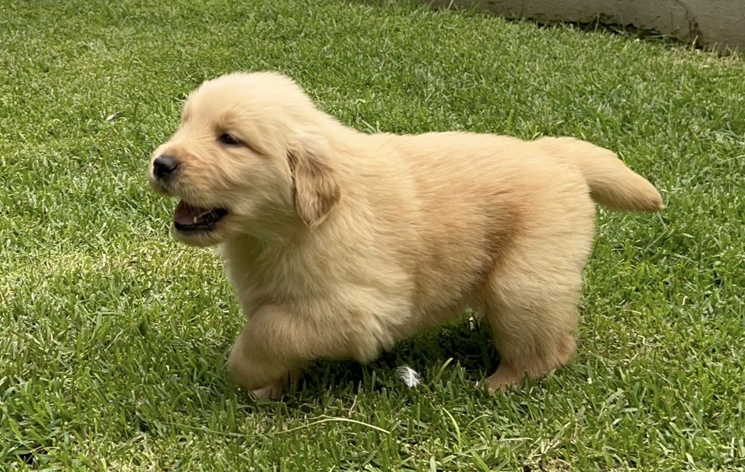 Filhote Fêmea Golden Retriever - Foto 1