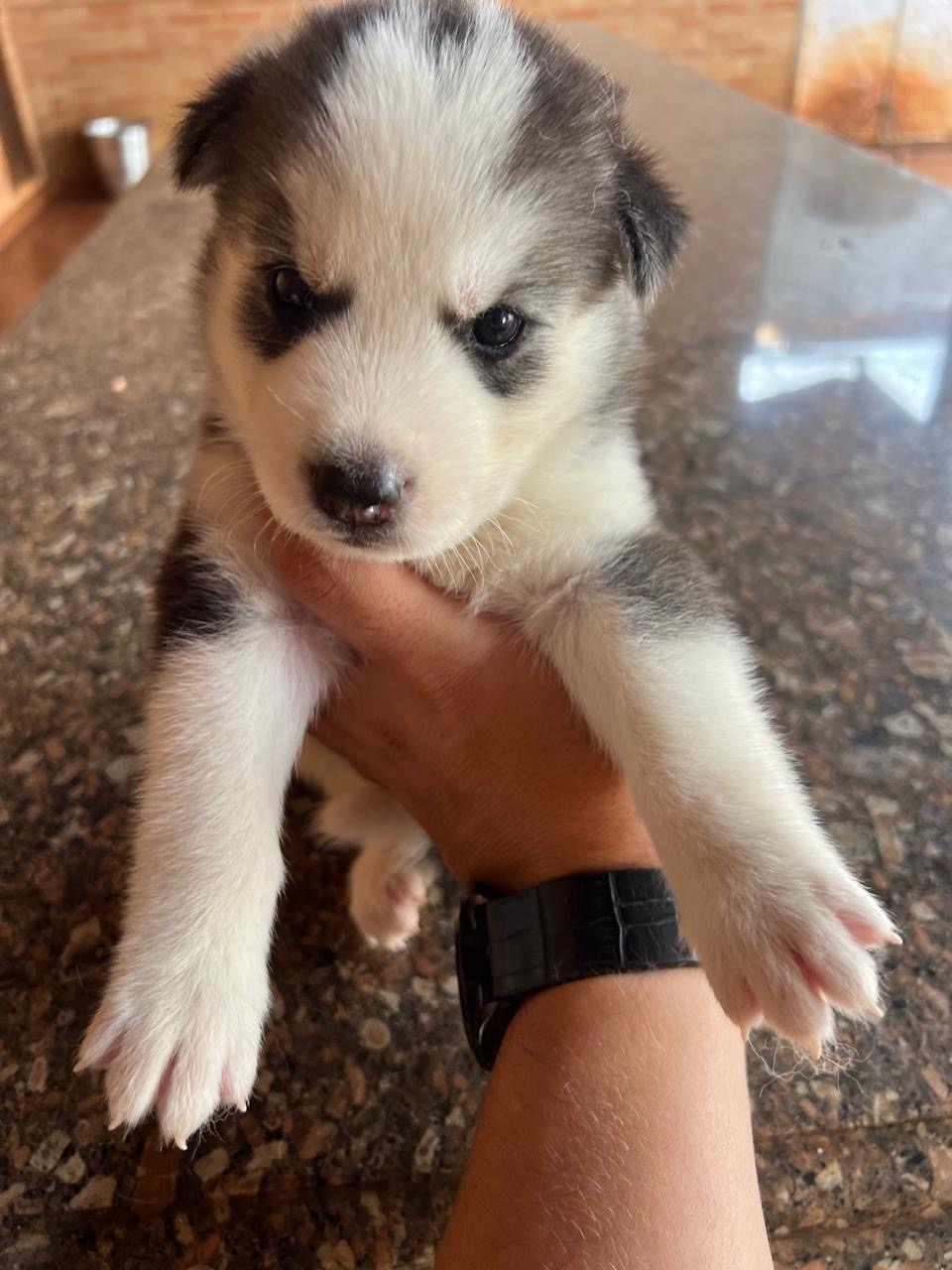 Vende-se haskey siberiano - Foto 4