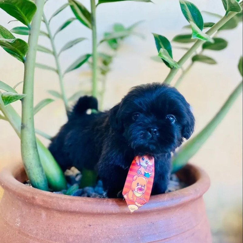Lindos shih-tzu - Foto 1