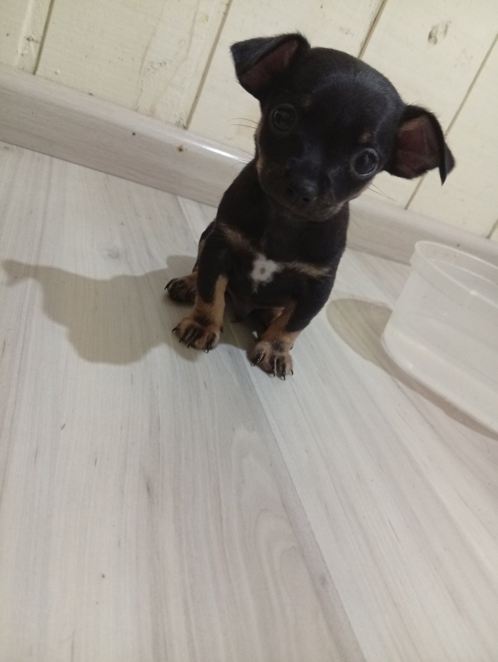 Vendo pinscher 0 