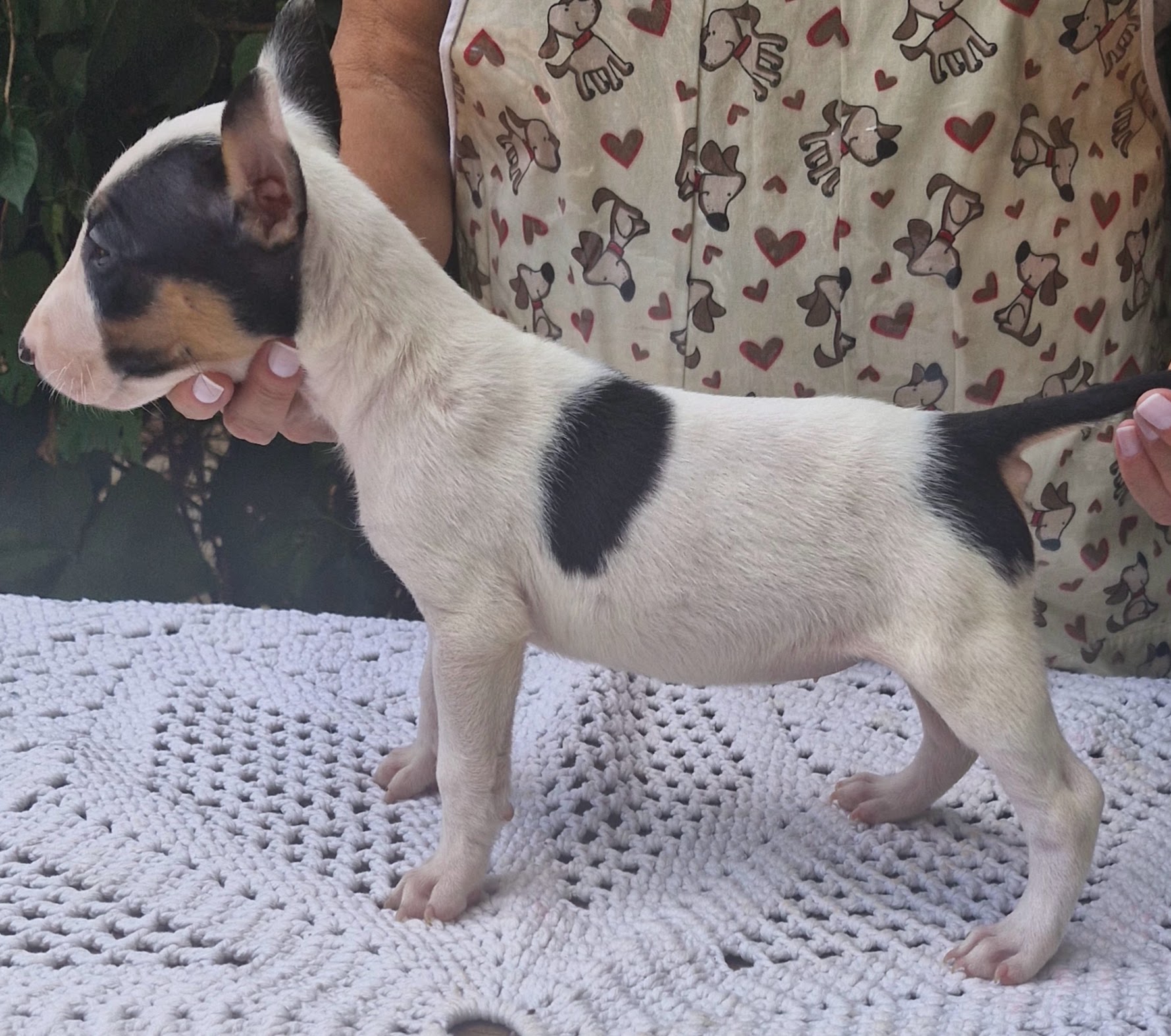 Bull terrier inglês  - Foto 1