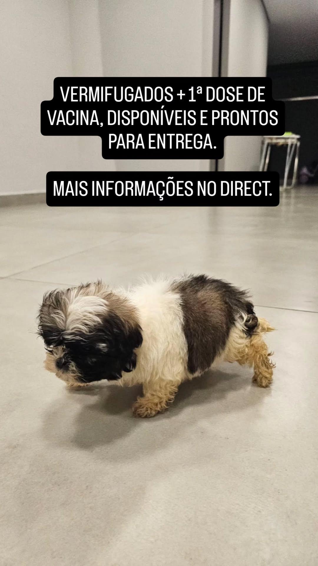 Portal Vendocão FILHOTES FEMEAS SHIH TZU Itajaí 