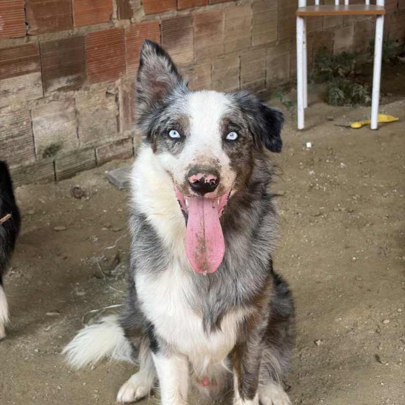 Filhotes de Border Collie - Foto 4