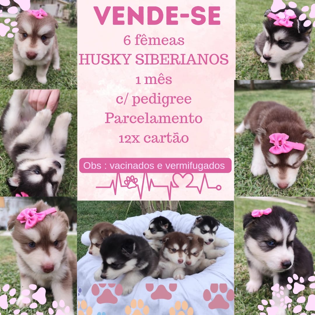 Portal Vendocão Husky Siberiano Wooly p Campos dos Goytacazes 