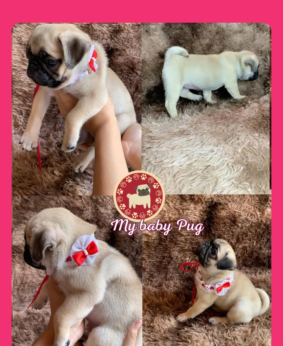 Portal Vendocão Filhotes Pug fortaleza