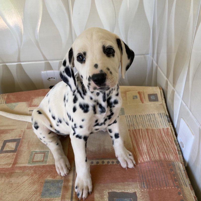 Filhotes de Dálmatas (não acompanham pedigree). - Foto 2
