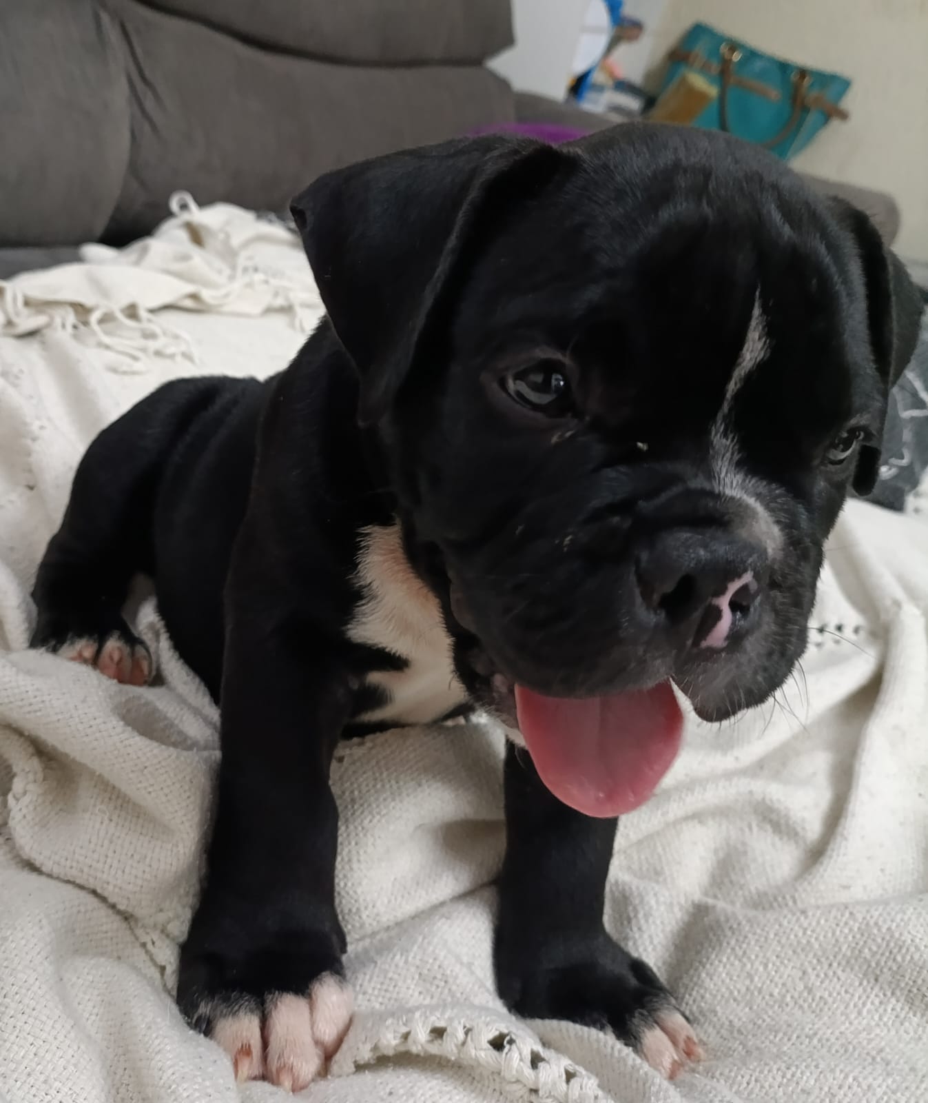 Filhotes American bully micro  - Foto 4