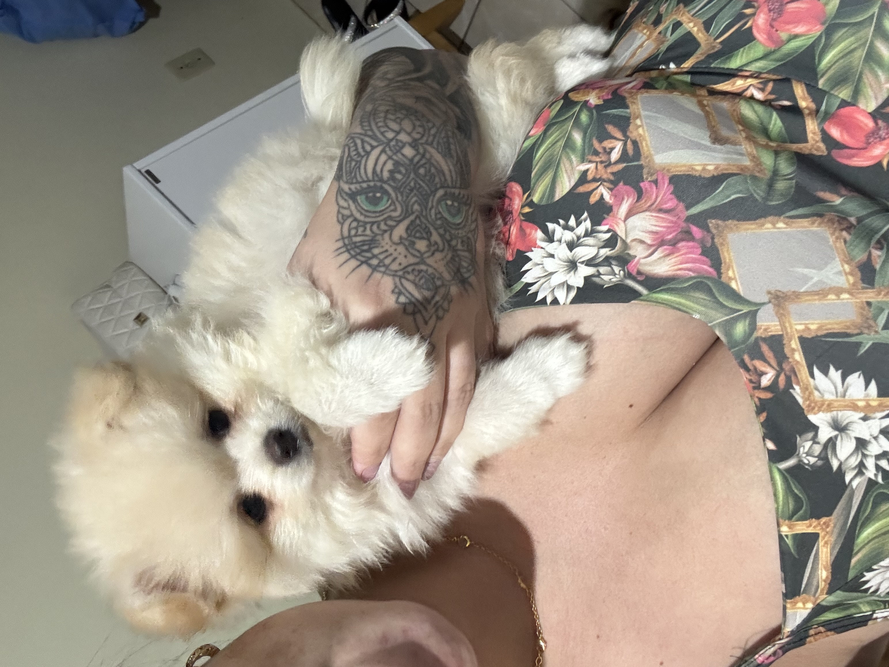 Lulu da pomerania - Foto 4