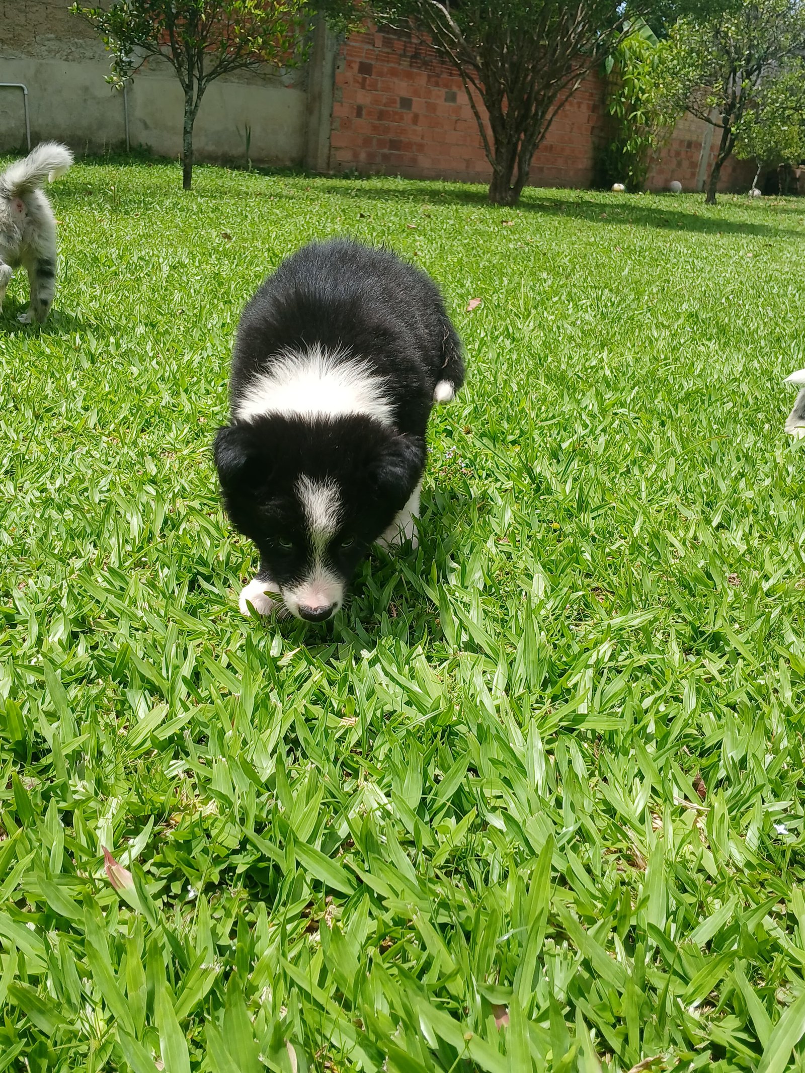 Filhote Border Collie - Foto 2
