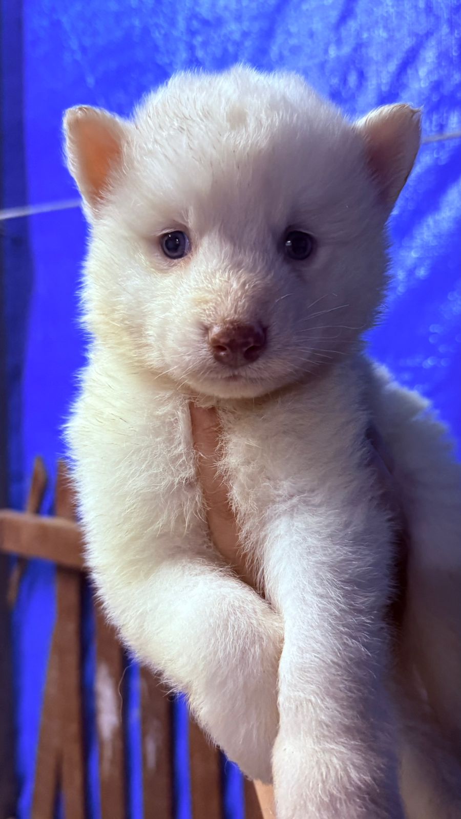 Husky siberiano macho - Foto 2