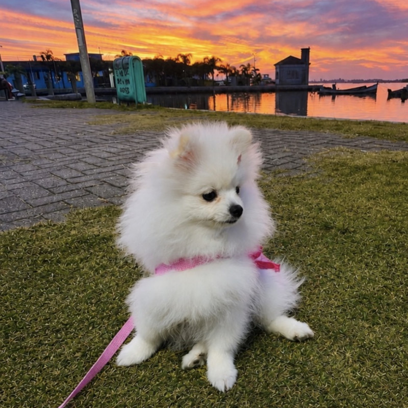 Lulu da Pomerania anao - Foto 1