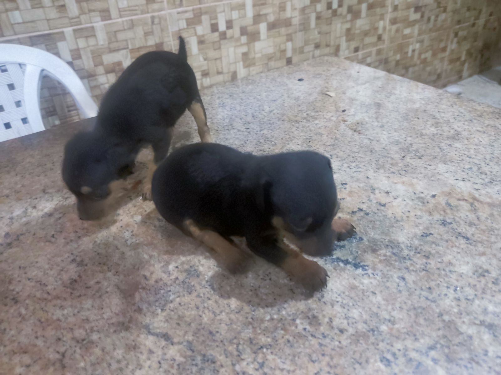 Portal Vendocão Vendo duas cachorras pincher, 300 reais cada Vitória