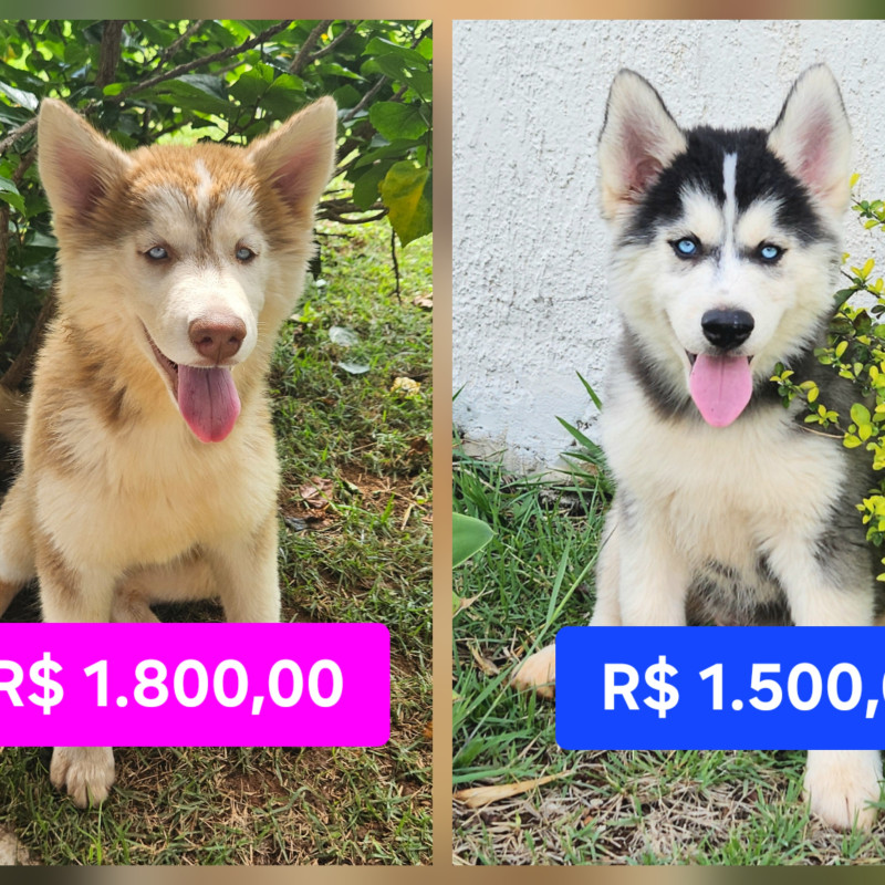 FILHOTES DE HUSKY SIBERIANO com PEDIGREE da CBKC!!! Para VENDA ou RESERVA! - Foto 5