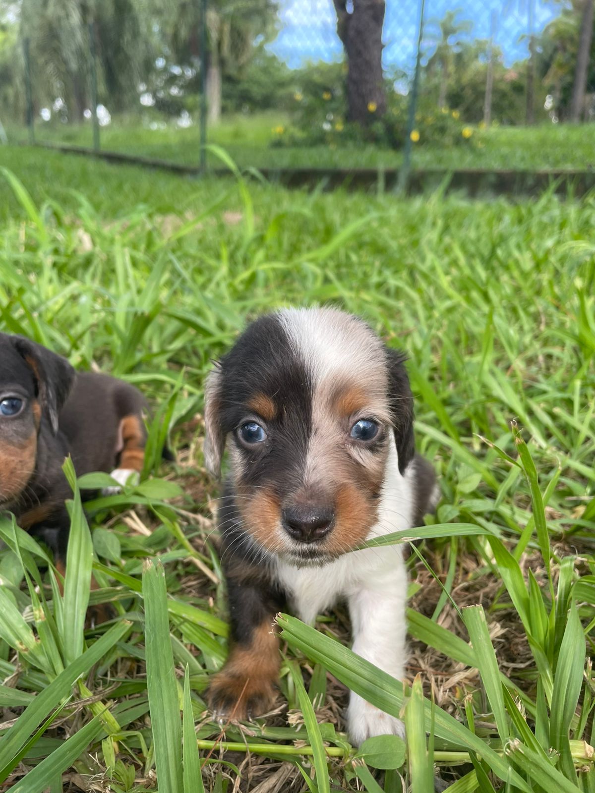 Portal Vendocão FILHOTES DE TECKEL CRIADOS E ENTREGUES POR MÉDICA VETERINÁRIA.CÃES LINDOS. São Paulo