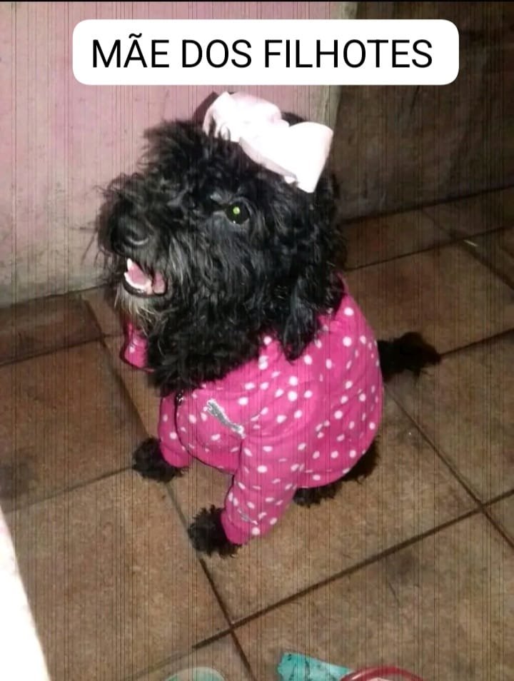 Poodle filhotes macho  - Foto 4