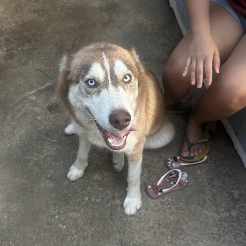 Vendo cadela de 8 meses fêmea muito mansa e que se dá bem com outros animais - Foto 2