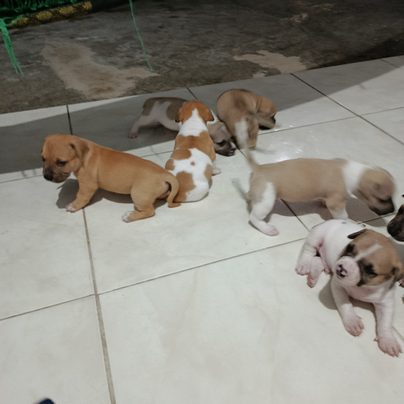 Filhotes pitbull com vira lata - Foto 2