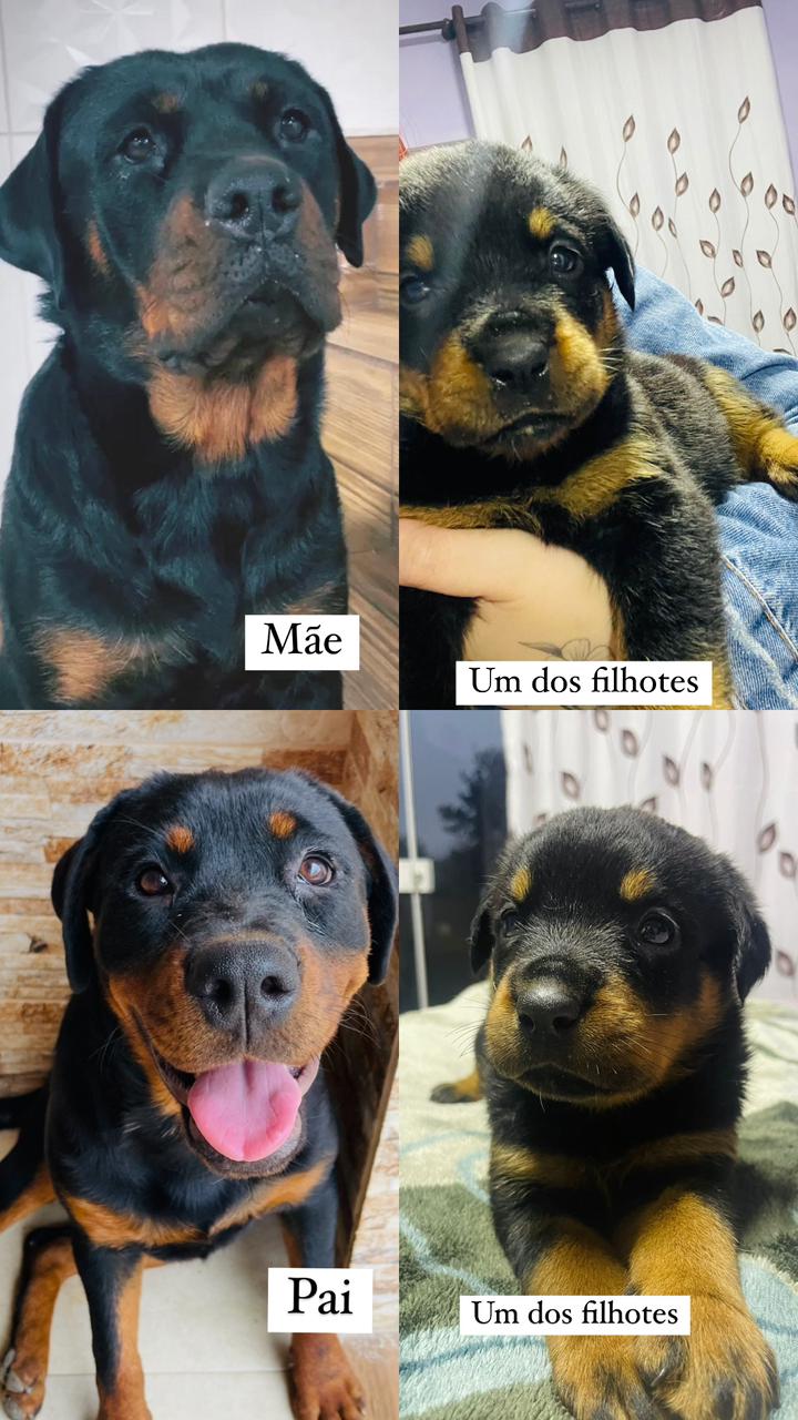 Filhotinhos  - Foto 2