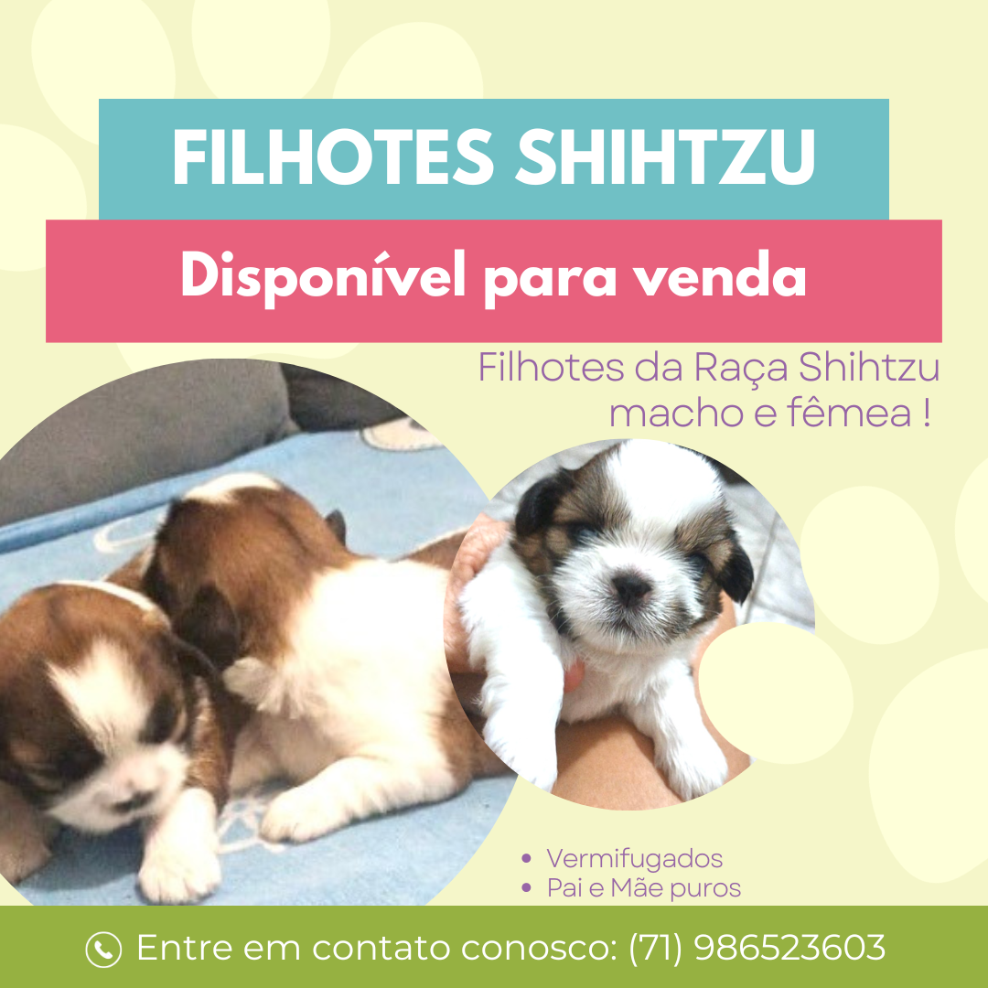 Vendi filhote Shih tzu - Foto 1