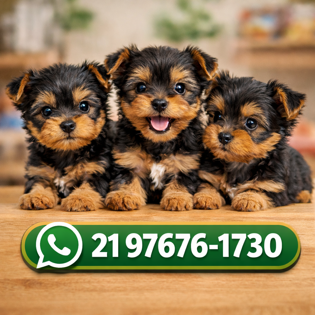 Filhotes de Yorkshire à Venda – Entrega em Todo  - Foto 1