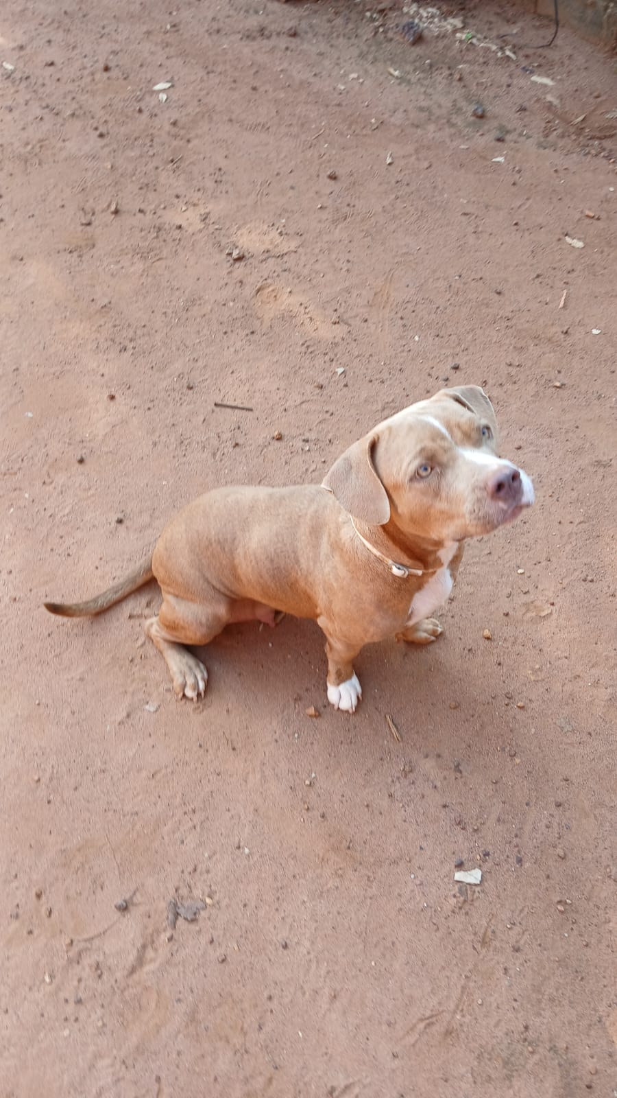 Portal Vendocão Vendo cães de raça. Pitbull  Palmas