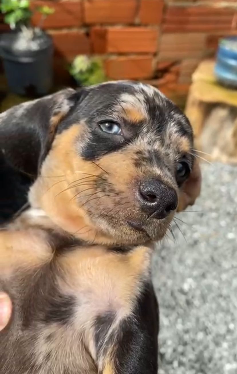 Portal Vendocão Cofap  Basset alerquim  Aparecida de Goiânia 