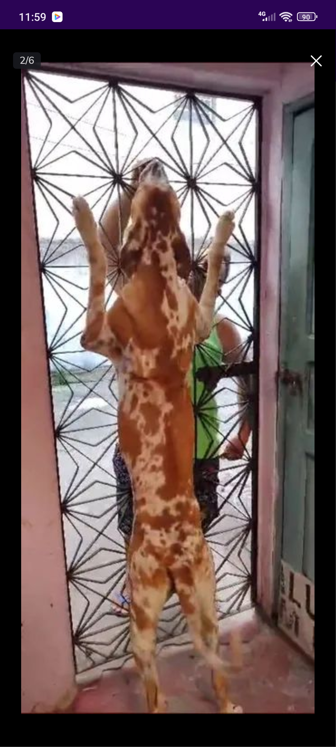 Portal Vendocão Dog alemão  Manaus