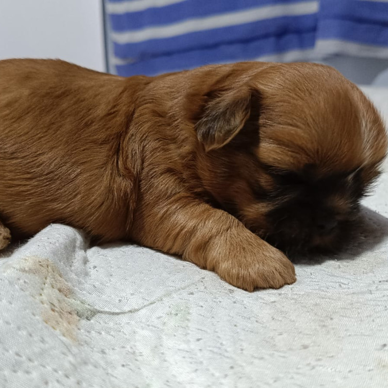 Lindo filhote de Shih Tzu - Foto 4