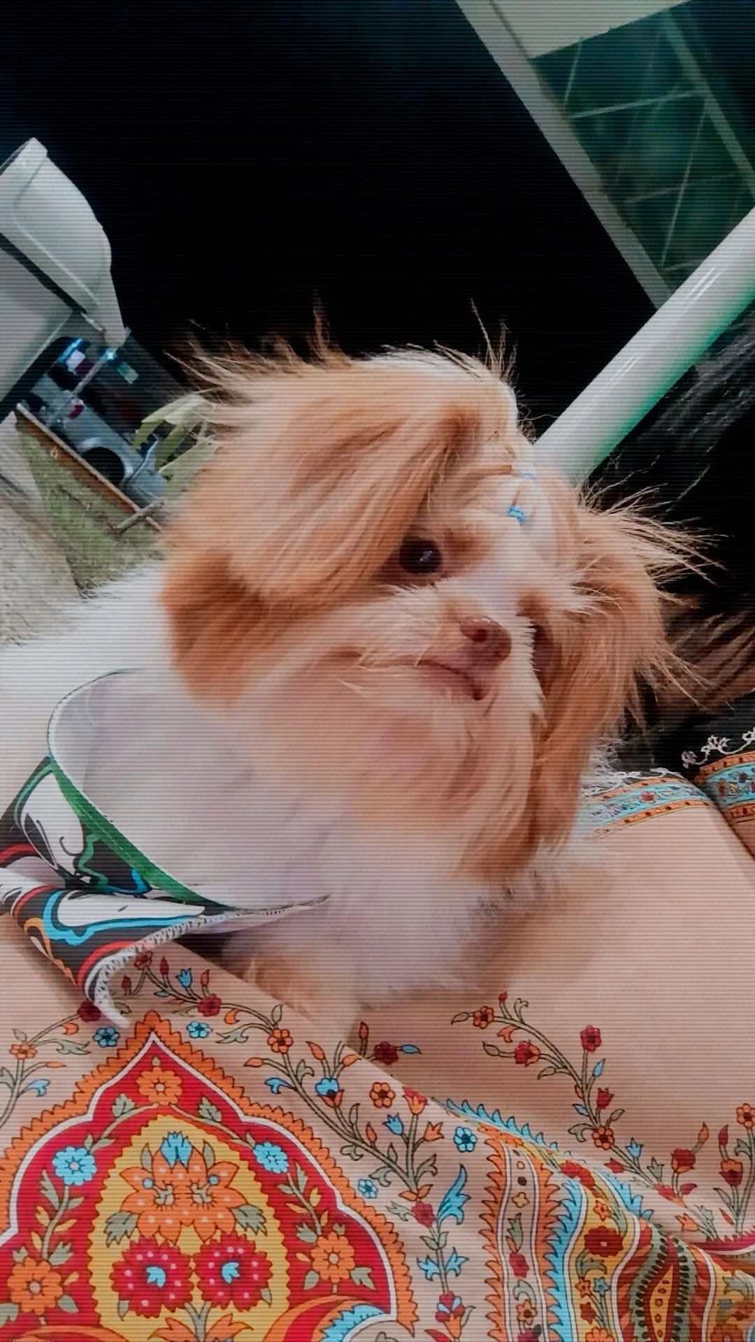 Portal Vendocão Vendo cachorro  Vitória de Santo Antão