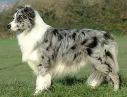 Belos Filhotes Border Collie - Foto 4