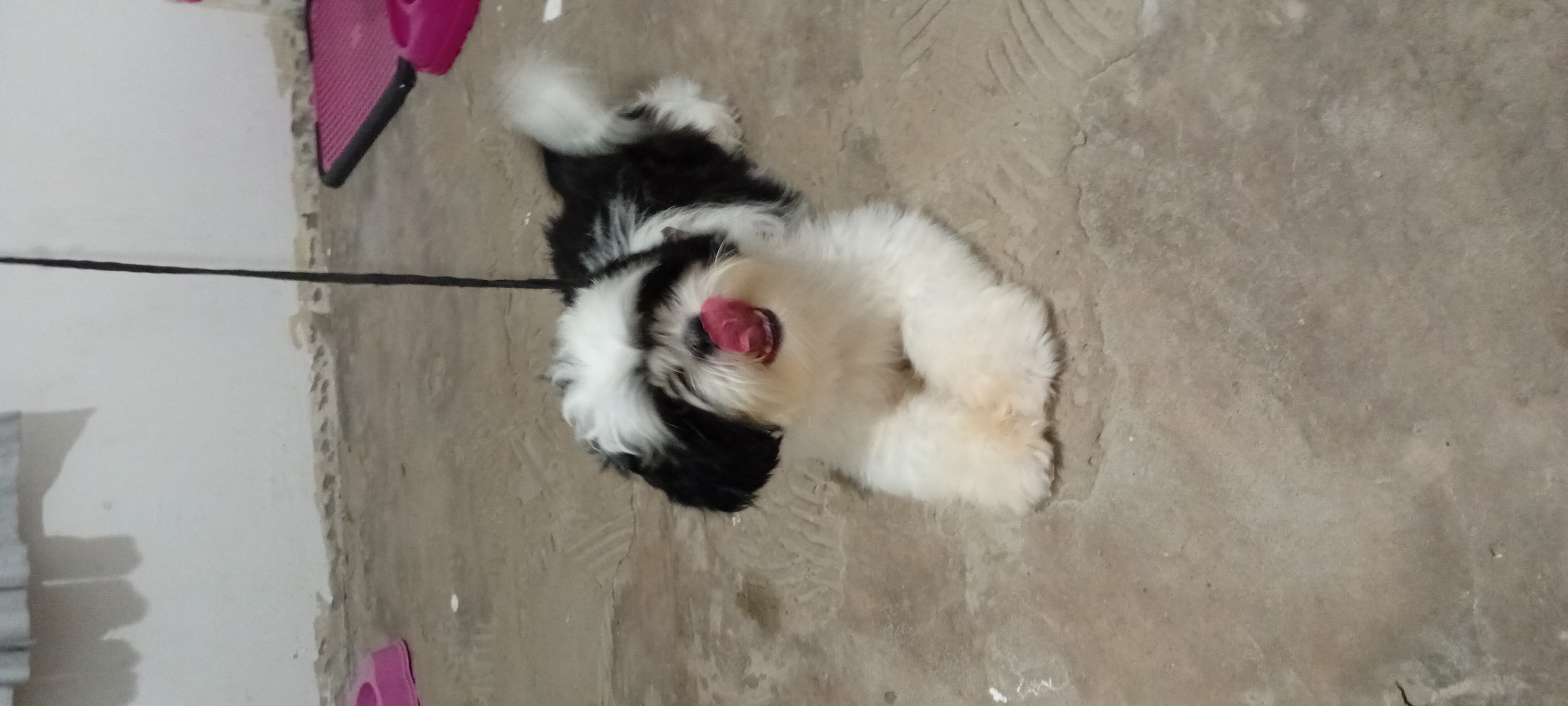 Portal Vendocão Vendo cachorro shih tzu São Luís 