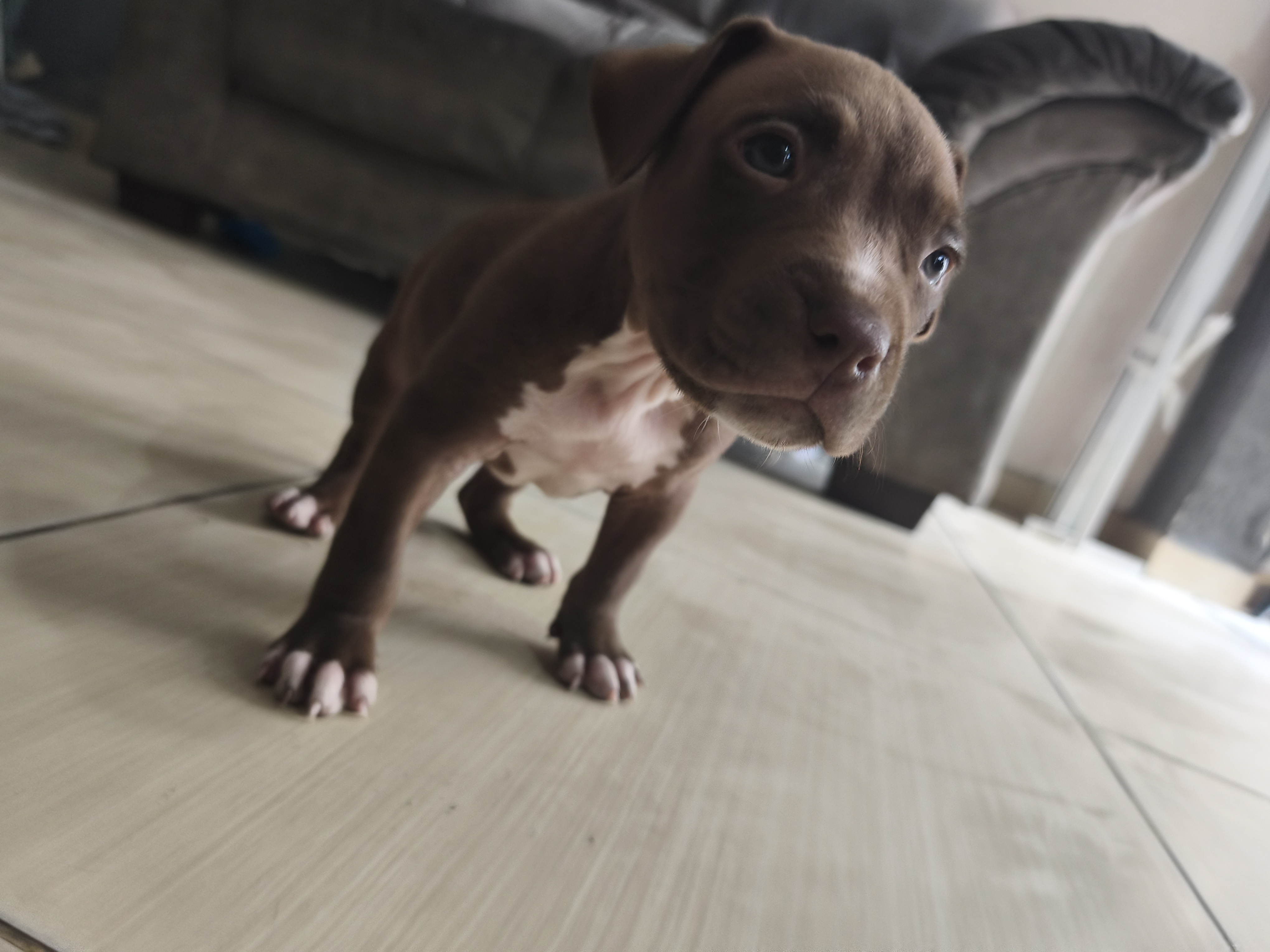 Pitbull 