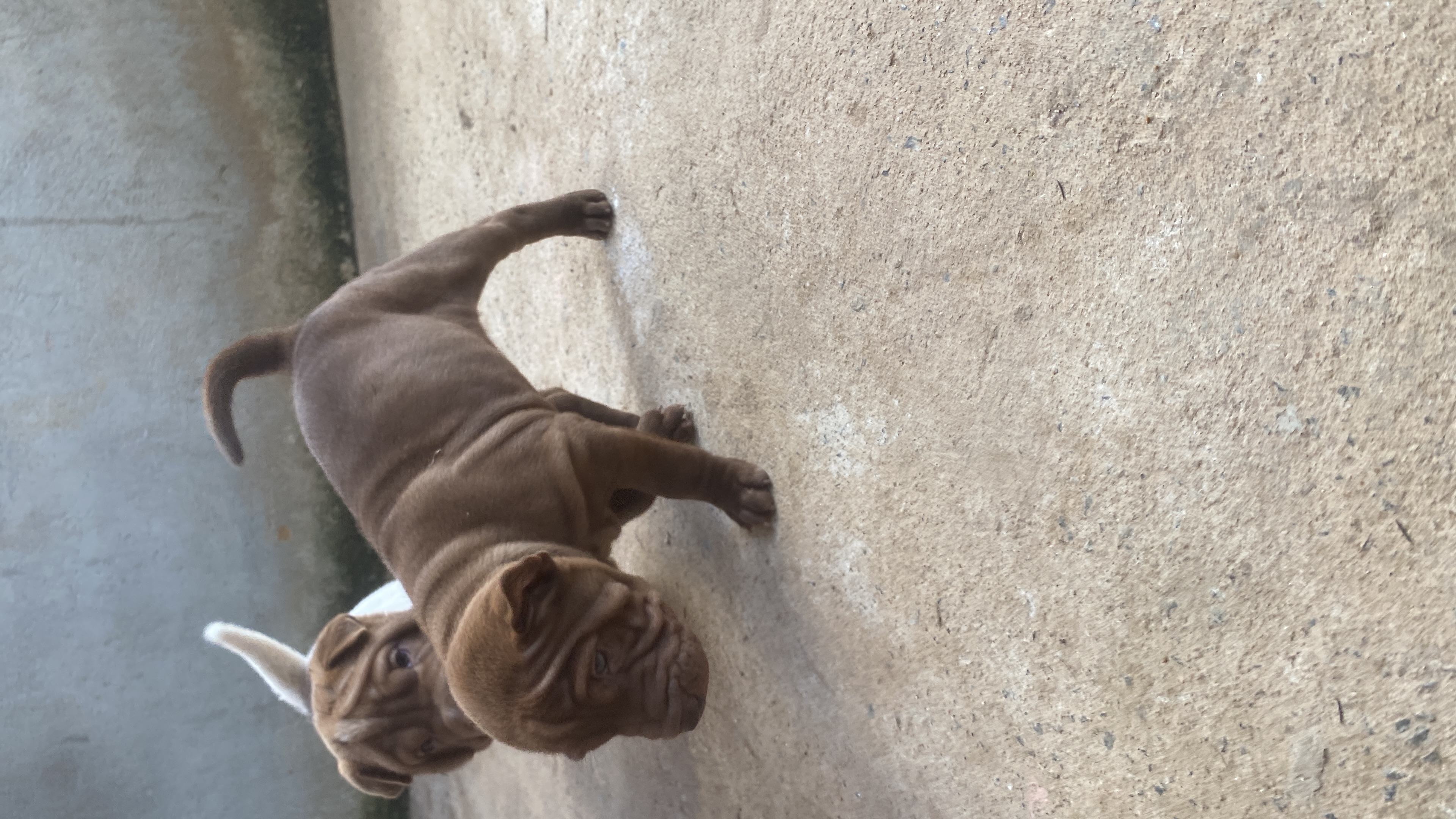 Portal Vendocão Filhotes de shapei Goiânia 