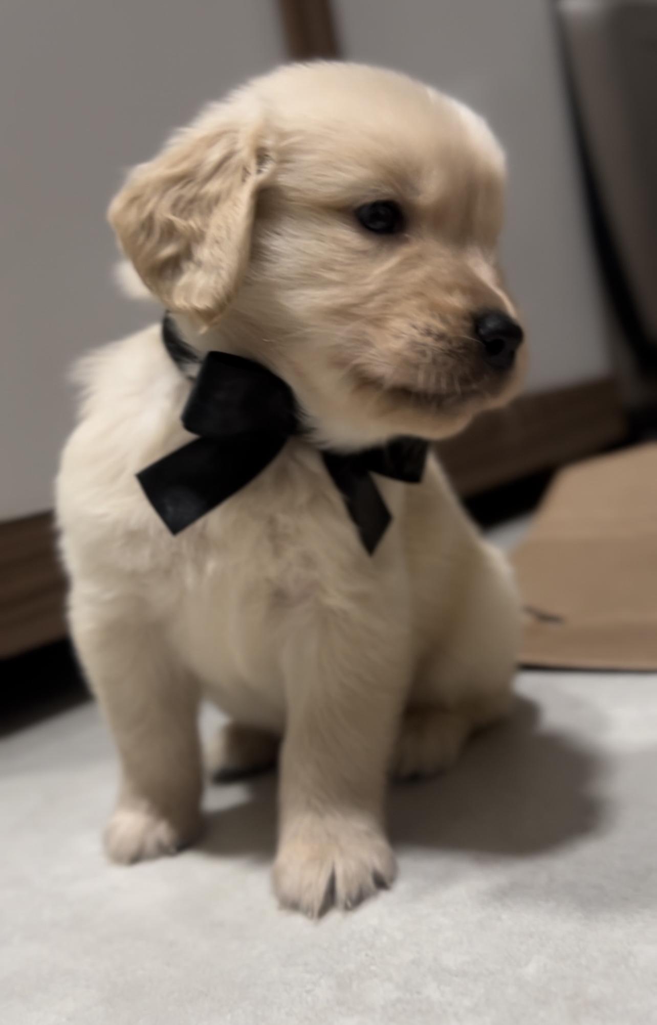 Portal Vendocão Lindos Filhotes de Golden Retriever Disponíveis!!! Porto Velho 