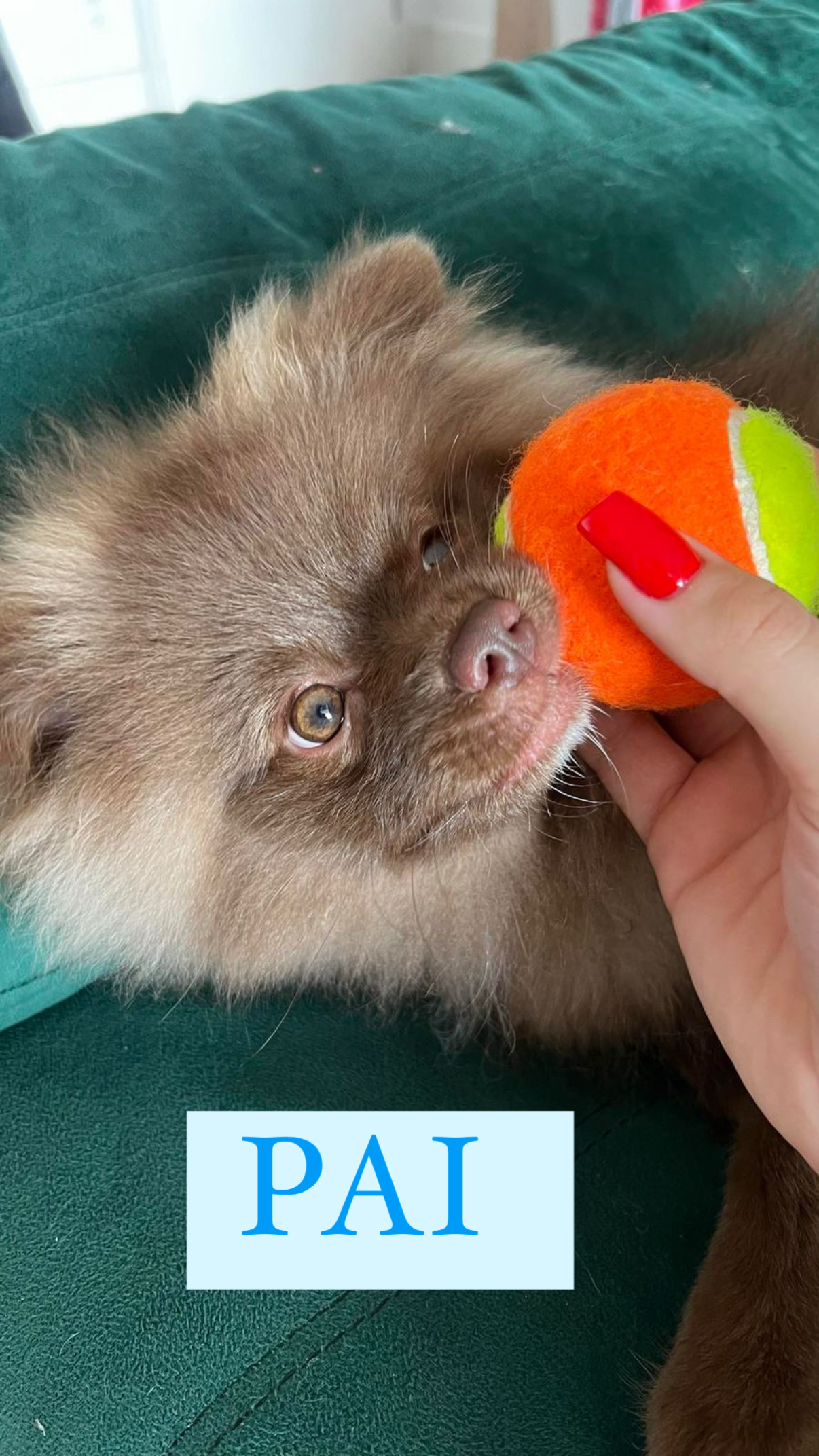 Portal Vendocão Lulu da pomerania  São Paulo 