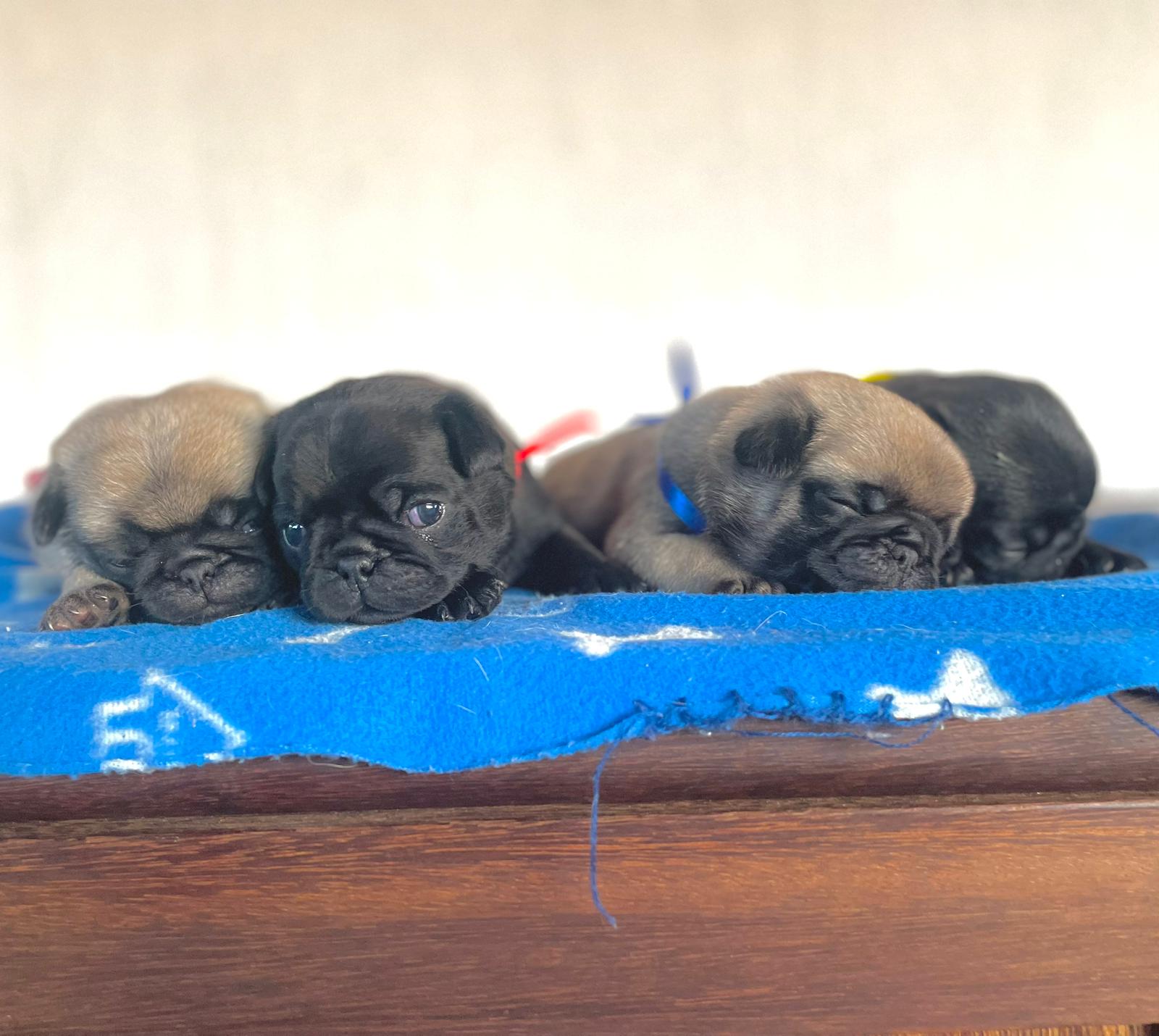 Portal Vendocão Filhotes Pugs Machos - Pedigree, Microchip, Vacina, Vermífugo BETIM