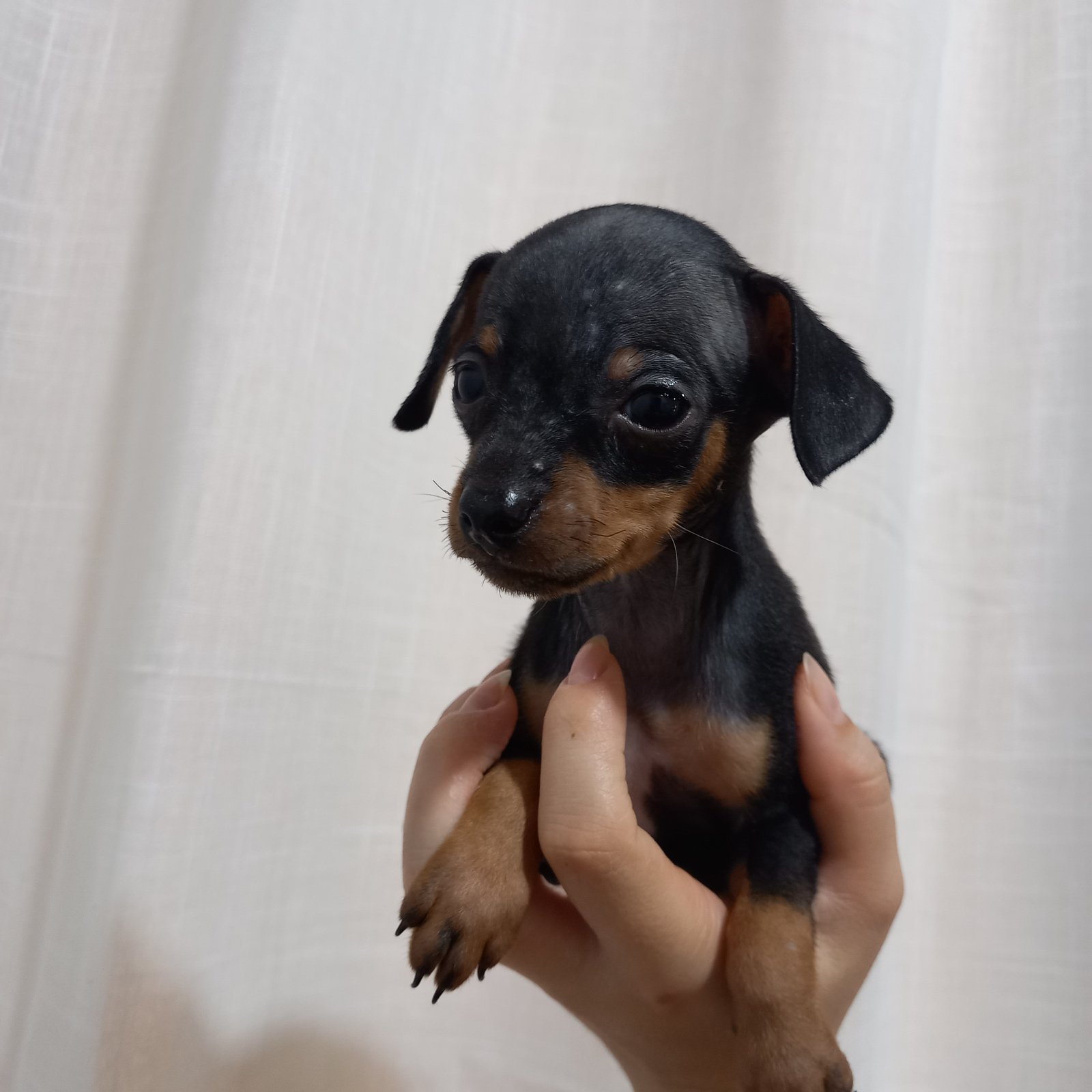 Vendo pinscher macho 