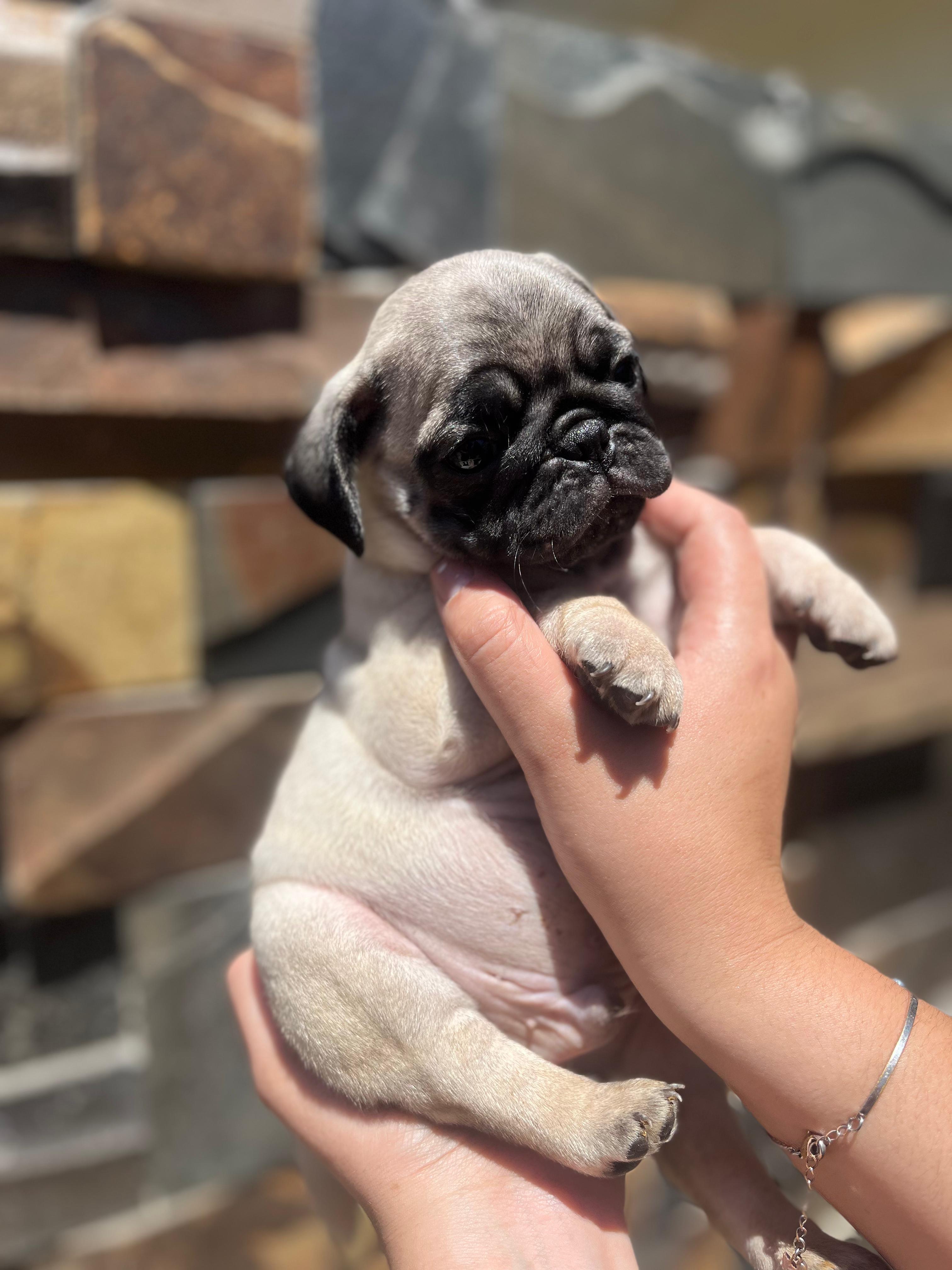 Portal Vendocão FILHOTES DE PUG Porto Alegre