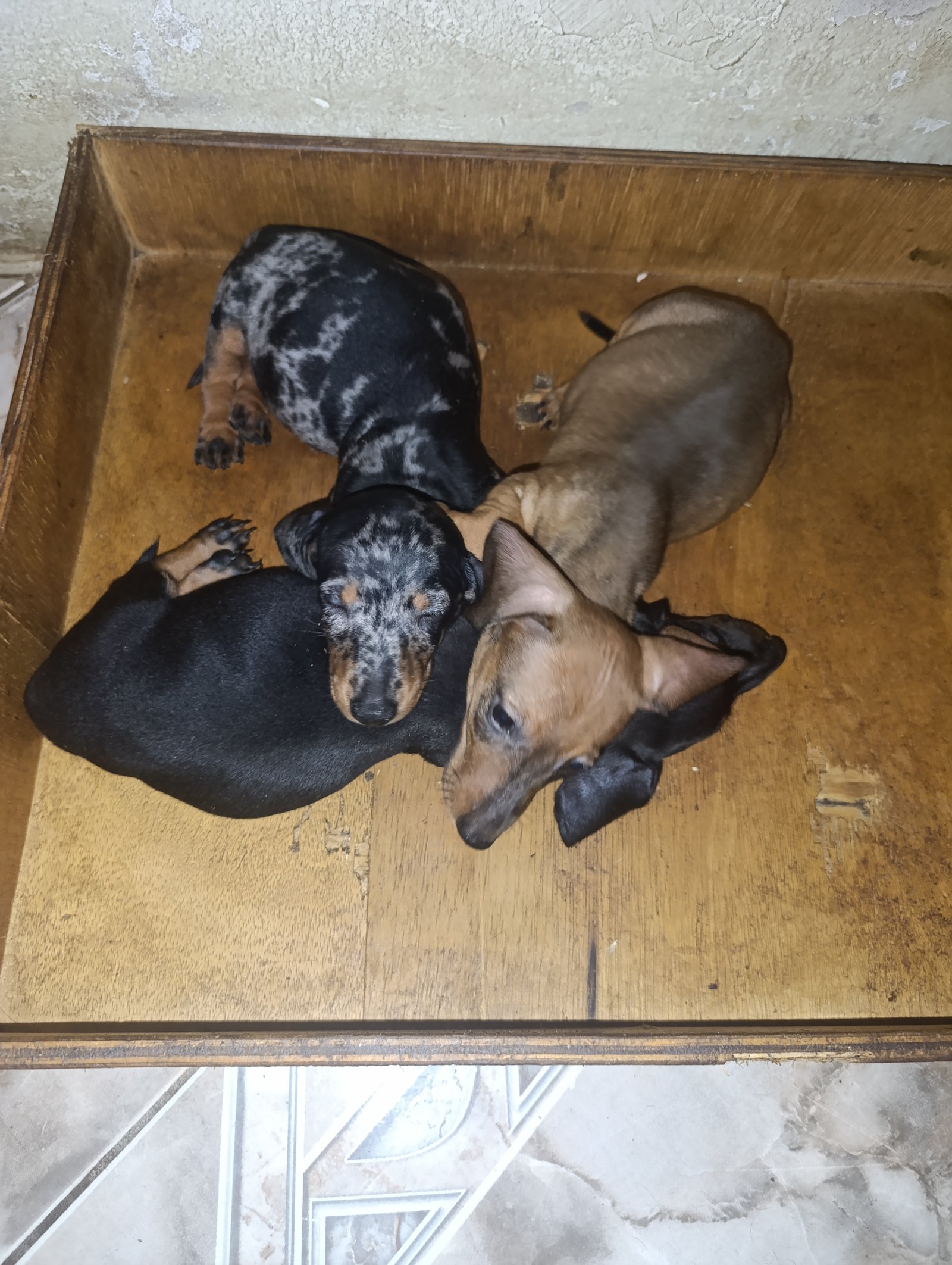 Filhotes de Dachshund 