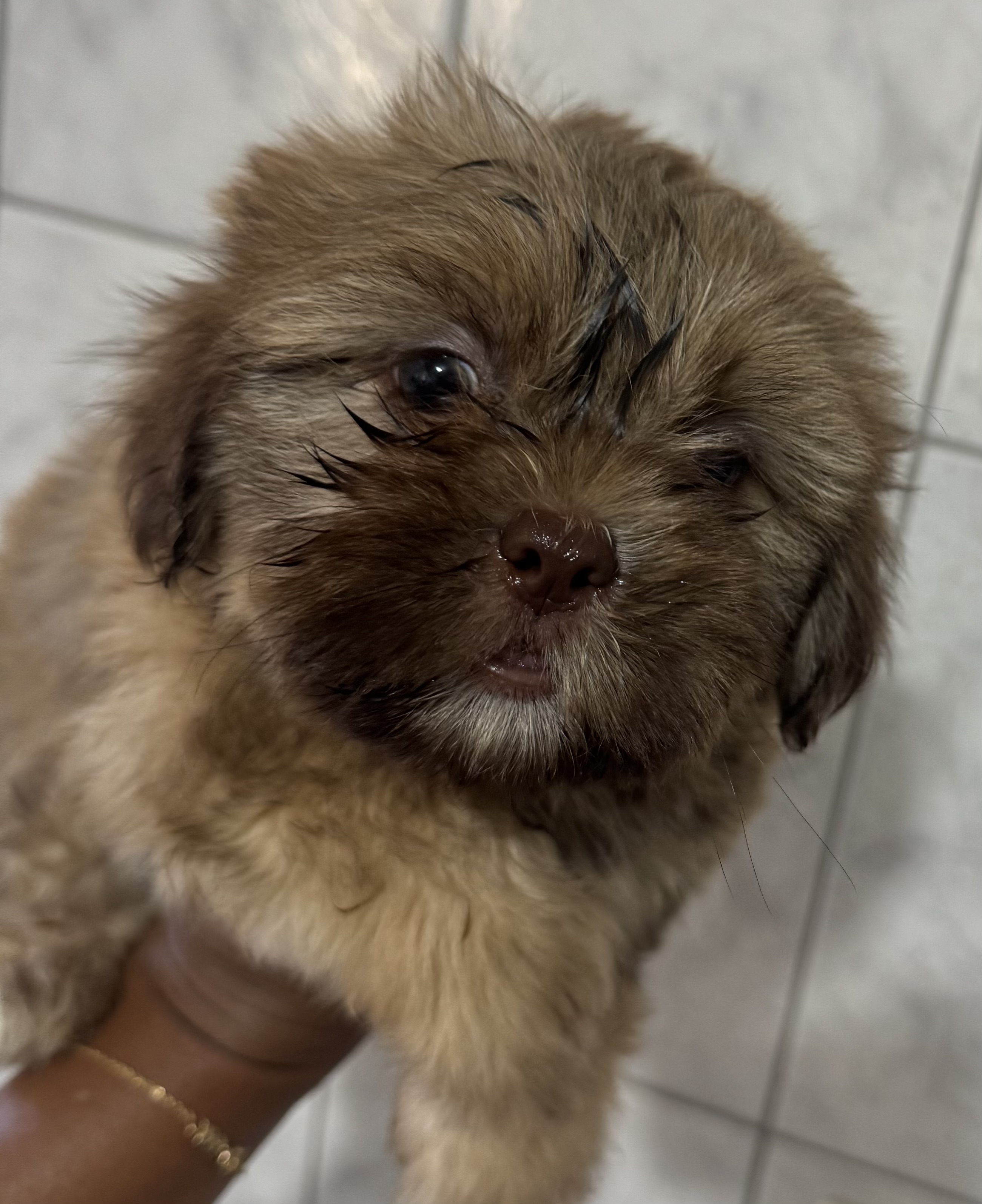 Shih tzu macho - Foto 3