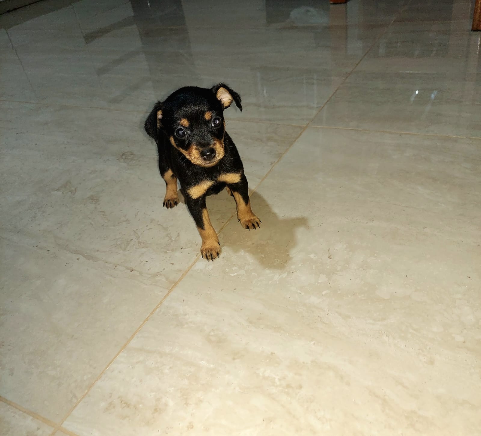 Portal Vendocão FILHOTES DE PINSCHER MINIATURA  Chapecó